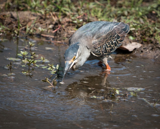 Precision in action: A green backed heron striking a fish